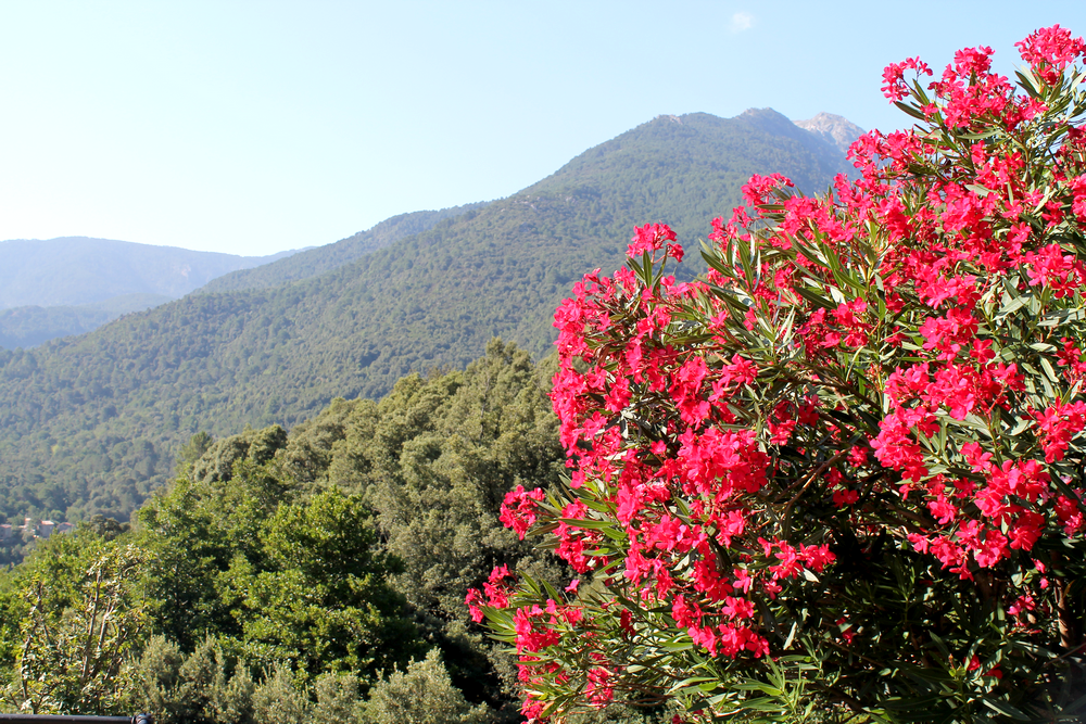 Corse - Voyage - Humeurs - Nouvelles - Miss Blemish