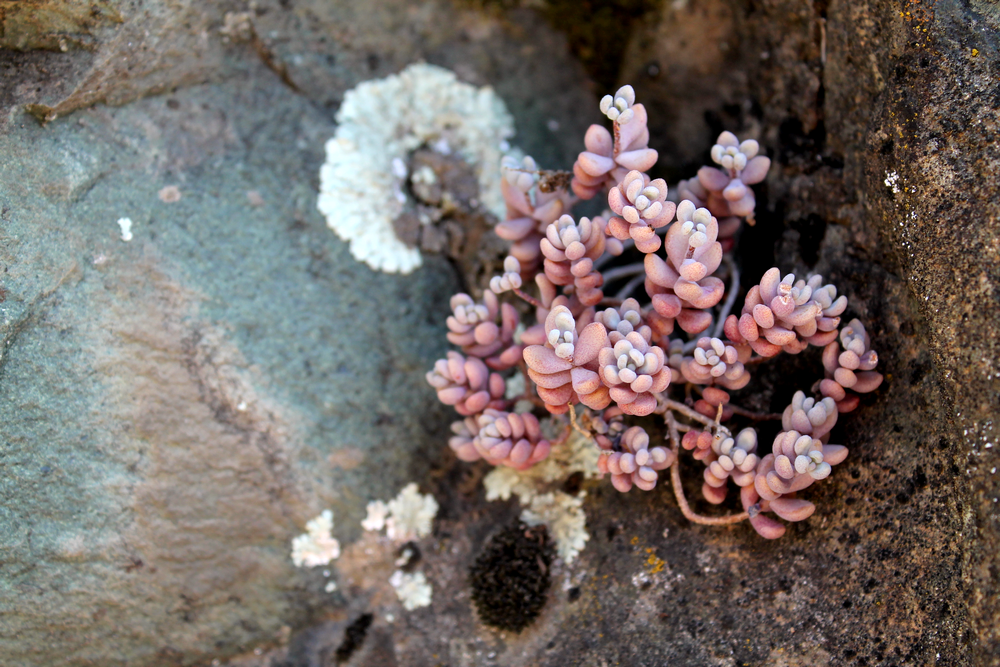 Corse - Voyage - Humeurs - Nouvelles - Miss Blemish