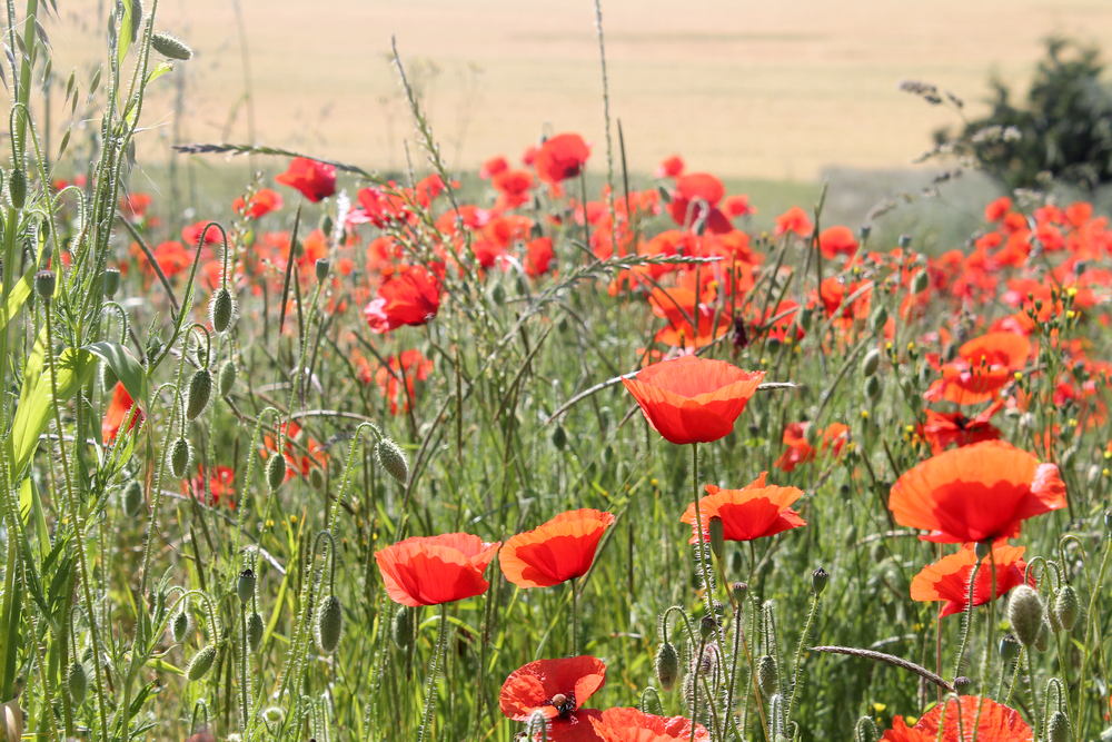 campagne bourgignone - Miss Blemish