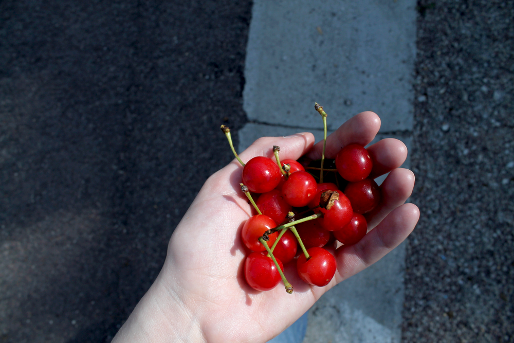 campagne bourguignone cerises - Miss Blemish