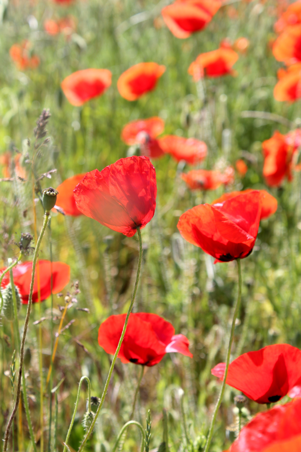 campagne bourguignone coquelicot - Miss Blemish
