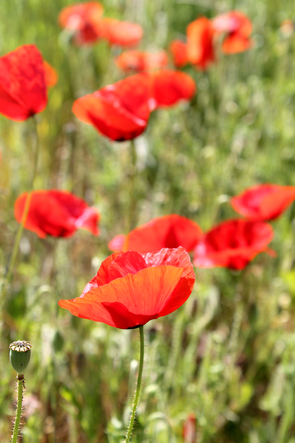 campagne bourguignone coquelicots 2 - Miss Blemish