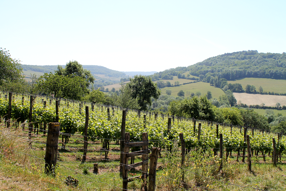 campagne bourguignone jane Austen - Miss Blemish