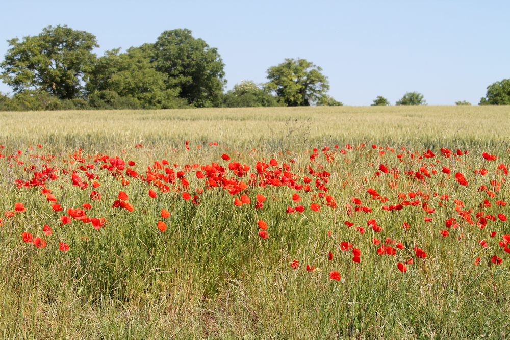 campagne bourguignone jane austen 2 - Miss Blemish