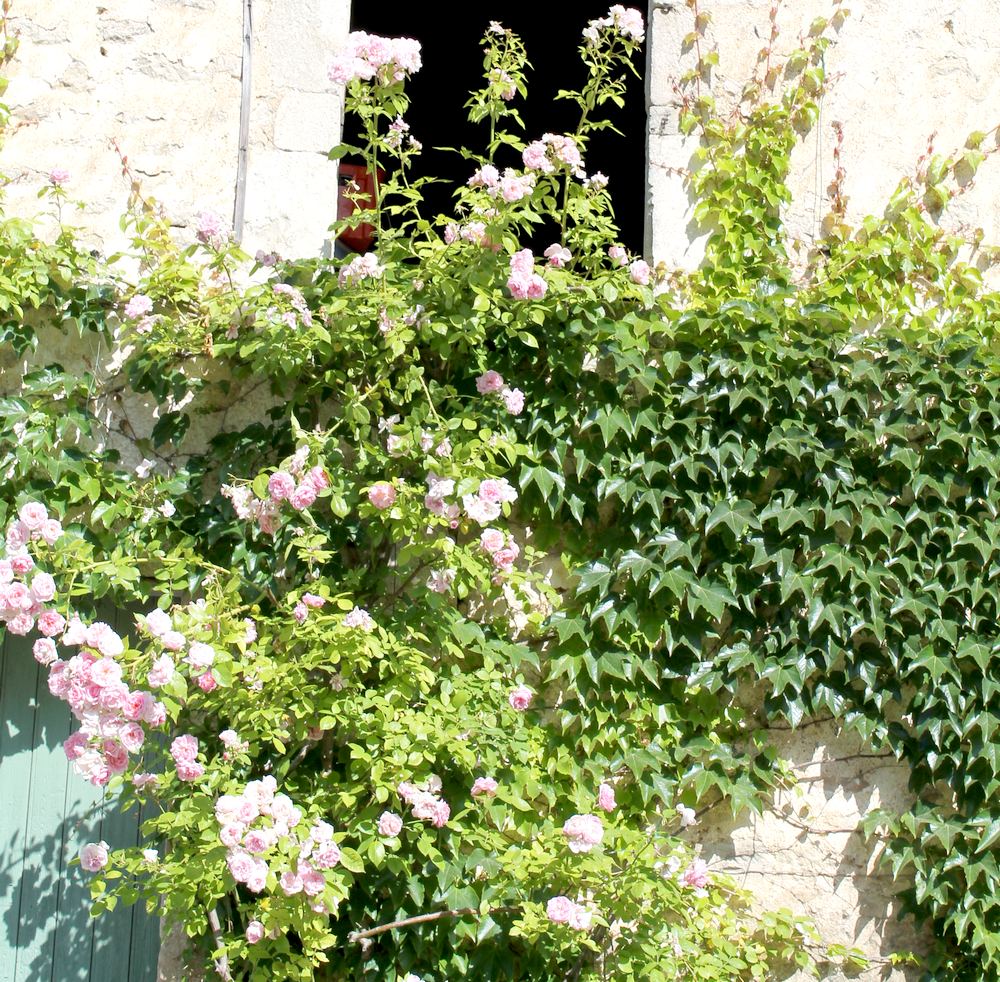 campagne bourguignone - Miss Blemish